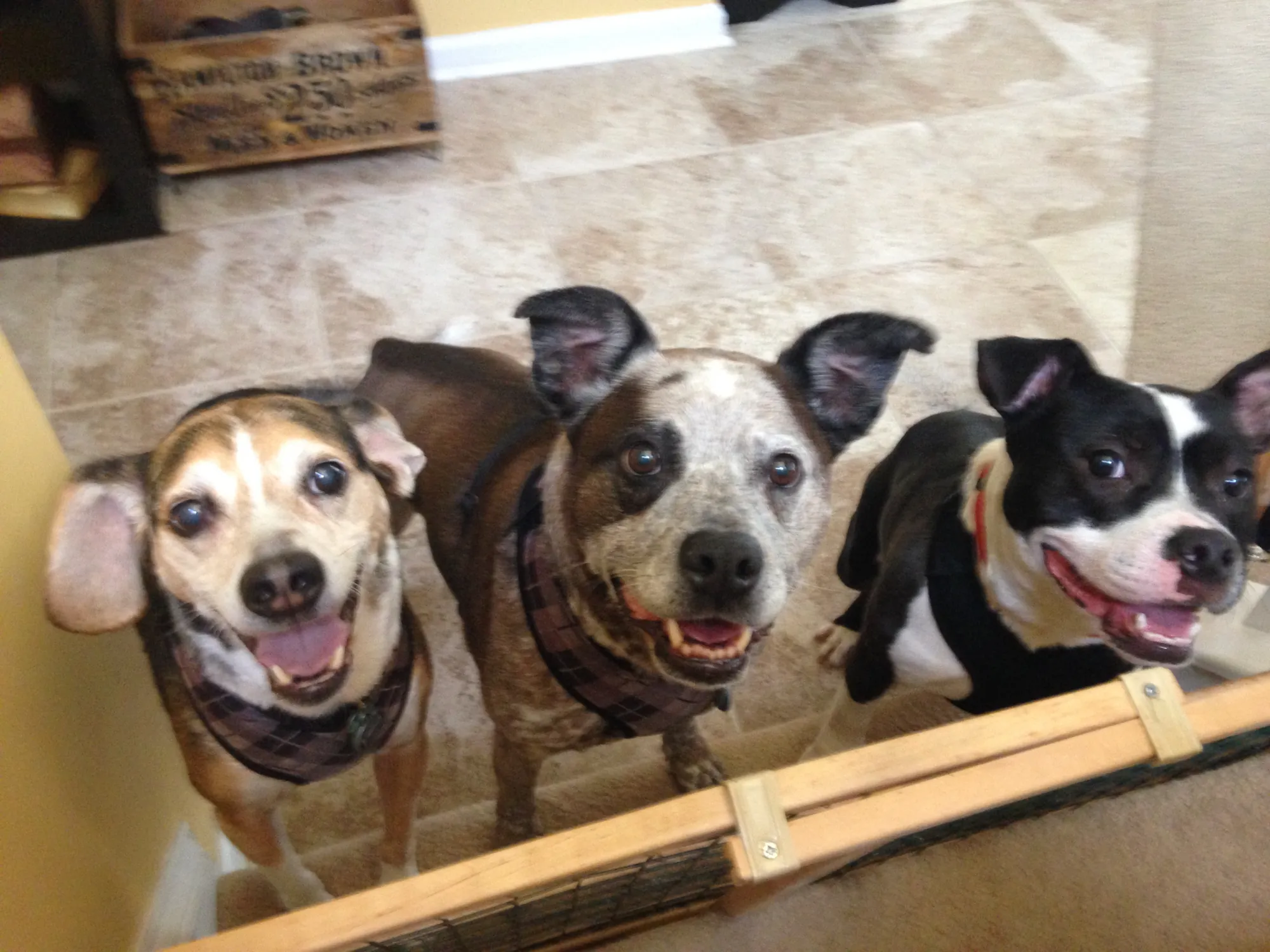 Dexter, Marley, and Ted, the three real rescue dogs behind Three Mutts Bakery, looking up at the camera